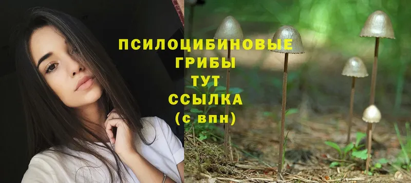 Псилоцибиновые грибы Psilocybe  Енисейск 